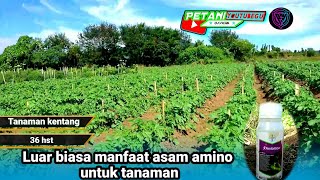 MANFAAT ASAM AMINO UNTUK TANAMAN|| CARA PENGGUNAAN ASAM AMINO UNTUK TANAMAN #5 screenshot 1