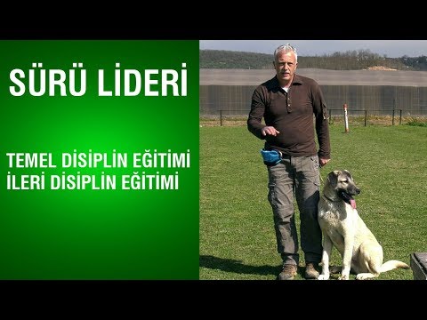 Video: Tüm hayvanların paylaştığı dört temel özellik nedir?