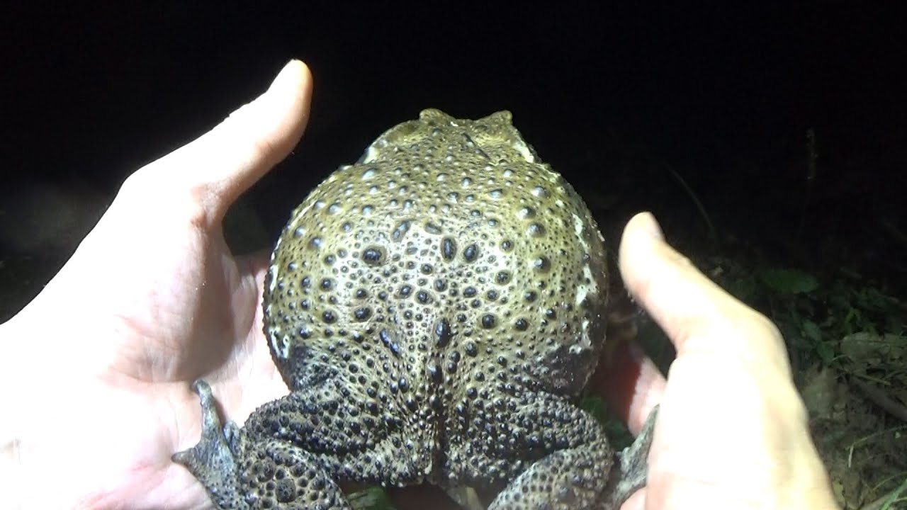 If you stimulate a toad that is about to explode from eating too