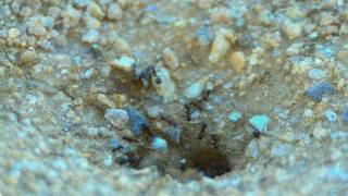 Ants in the Desert