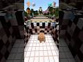 Who jumps farthest? Los Brainrot Baby vs Italian Brainrot 29 #shorts #minecraft #brainrot