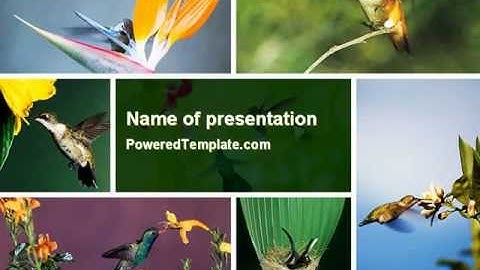 Hummingbird PowerPoint Template by PoweredTemplate.com