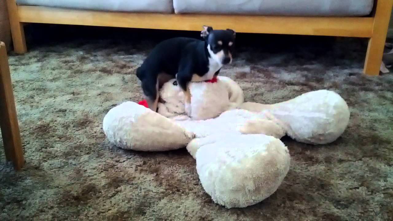 Dog Humping Her Toy - Youtube-7772