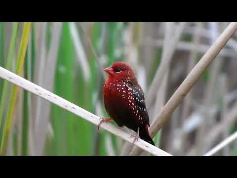 Video: Melindungi Strawberi Dari Burung