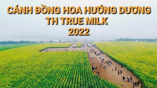 Cánh Đồng Hoa Hướng Dương TH True Milk (Nghĩa Đàn Nghệ An) Tháng 12 Năm 2022 Video 4K