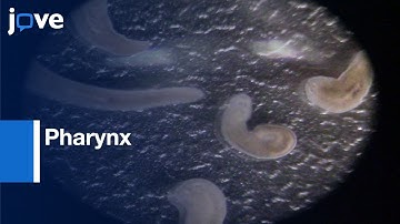 Amputation and Regeneration of Pharynx | Protocol Preview