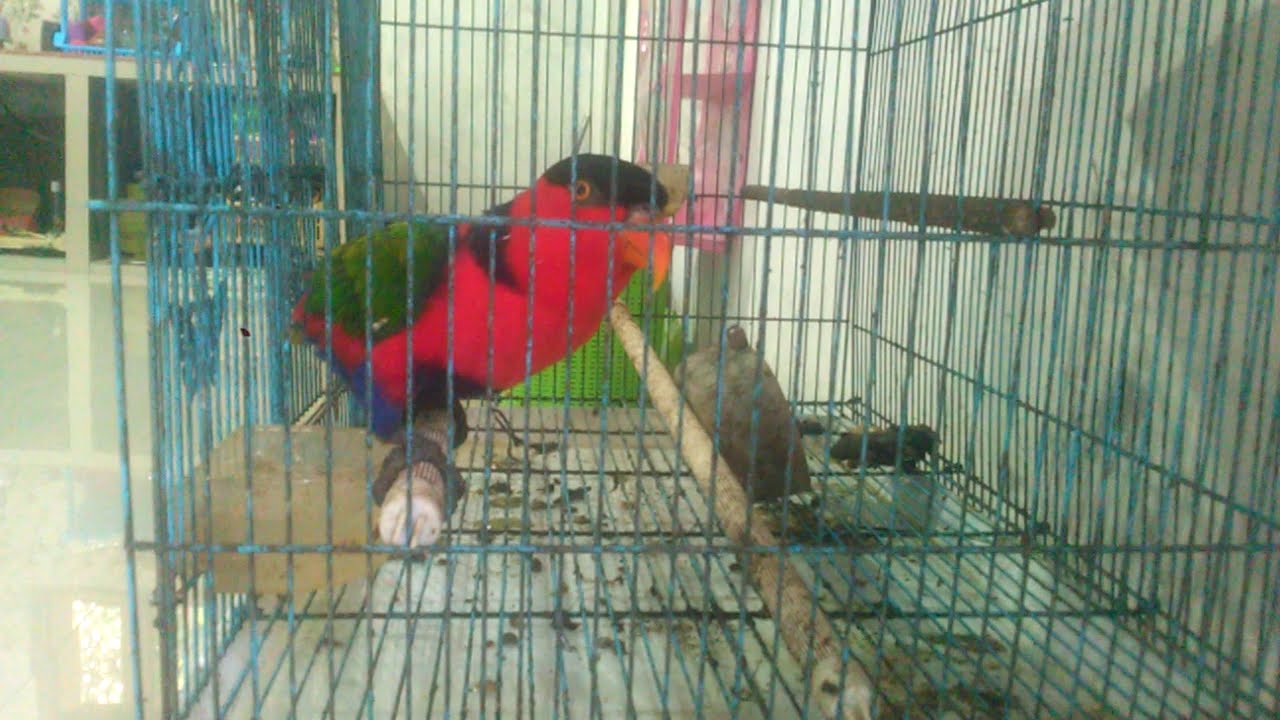 Burung ini seperti sedang mengajak berkomonikasi.. ah entahlahh 