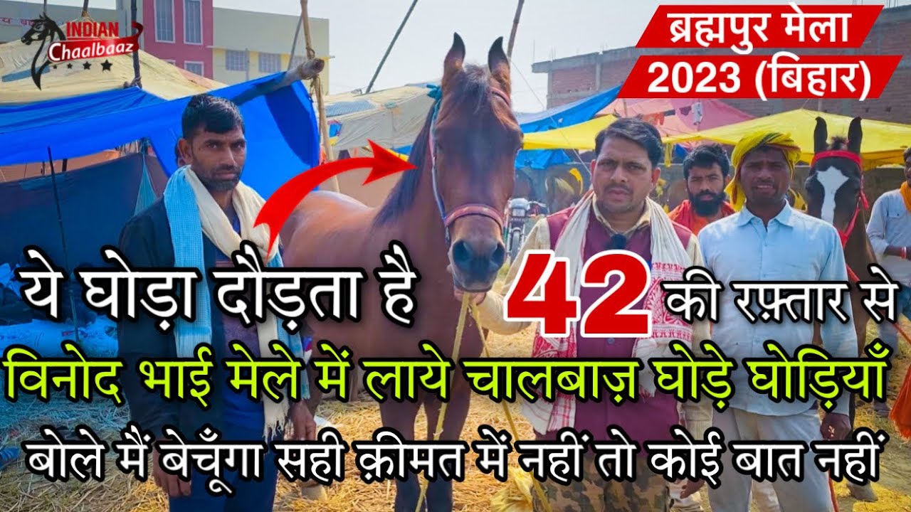 विनोद भाई मेले में लाये चालबाज़ घोड़े घोड़ियाँ जो दौड़ता है 42 की रफ़्तार से Brahmapur Mela 2023