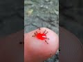 One Drop of Red Liquid for Ants #timelapse #insects #shorts