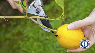 01/31/2018 UNCE Master Gardeners | Pruning Workshop Profile