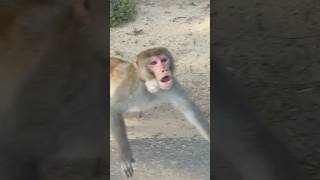 Angry monkey attack on us when we gave a food to one of themselves #angrymockey #funnyvideosclips