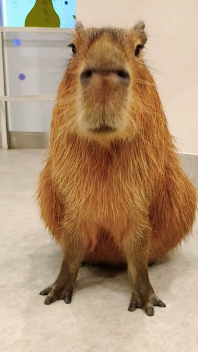 clara the capybara rio 2 ending｜TikTok Search