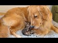 子猫を保護したら母性本能が芽生えて離れなくなってしまいました...【ゴールデンレトリバー・ボーダーコリー】