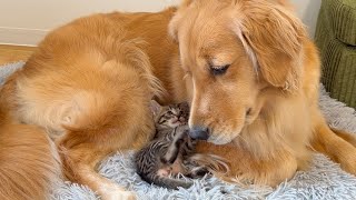 体調が悪い子猫が心配で、寝ずに寄り添う犬の姿に涙が止まらない...