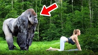 Эта история потрясла весь мир! Вот что сделала горилла с женщиной в Джунглях!