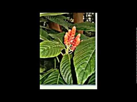 Video: Über Sanchezia-Pflanzen: Erfahren Sie, wie und wo man Sanchezia anbaut