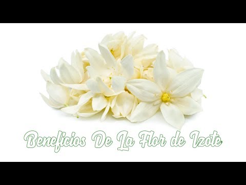 Beneficios De La Flor de Izote