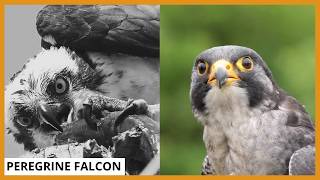 The Fastest Attack Moments of the Sky’s Deadliest Hunters