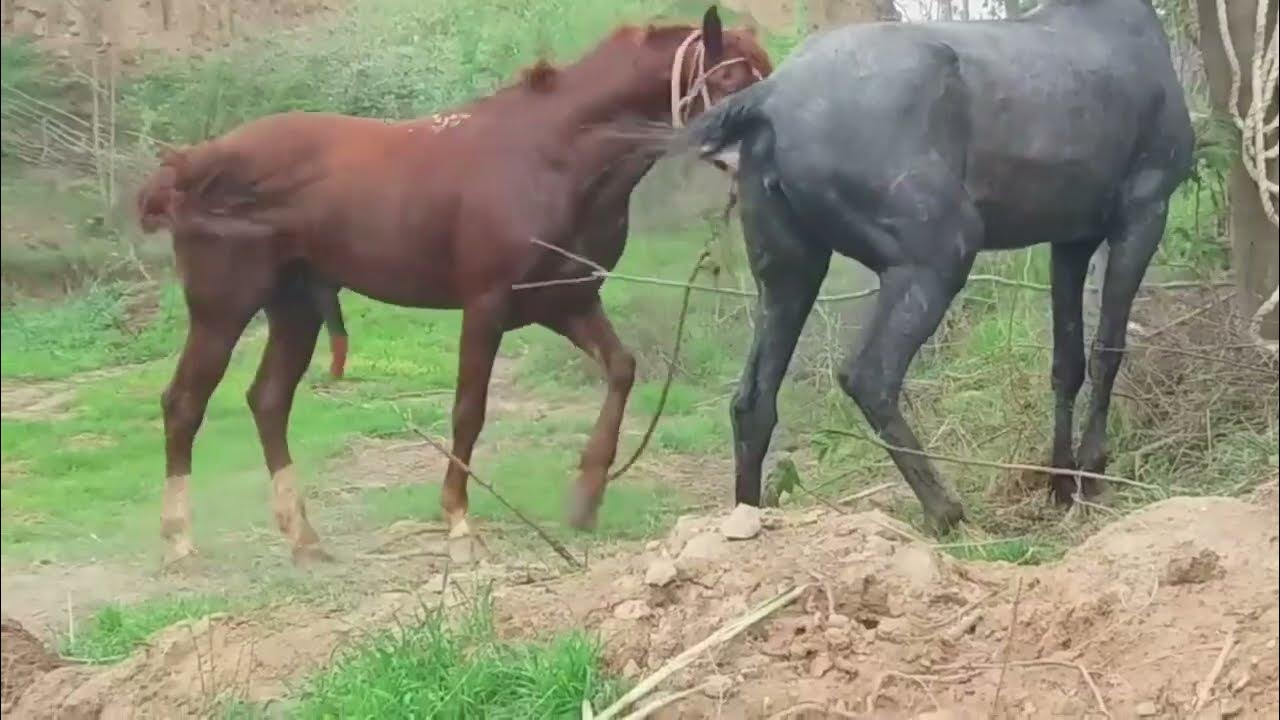 Horse Mating Donkey Donkeys Breeding Animals Mating Compilation