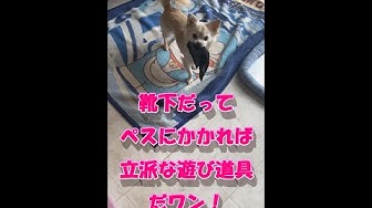 ペス Youtube