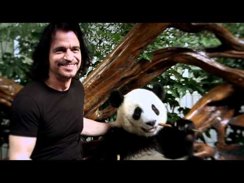 Yanni - World Wildlife Fund & Yanni -- Santorini the Panda