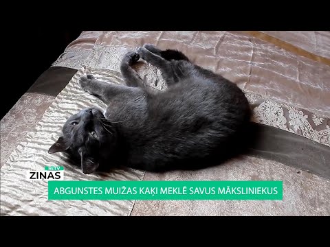 Video: Vai Betta ūdens kondicionieris ir drošs zelta zivtiņam?