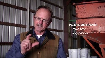 Keys to Identifying Palmer Amaranth