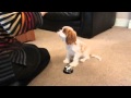 Redford our Cavalier puppy trick training at 16 weeks old