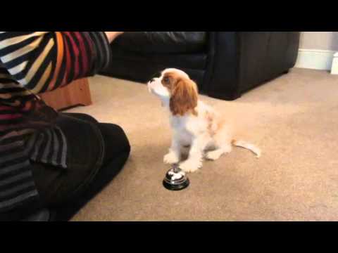 Redford our Cavalier puppy trick 