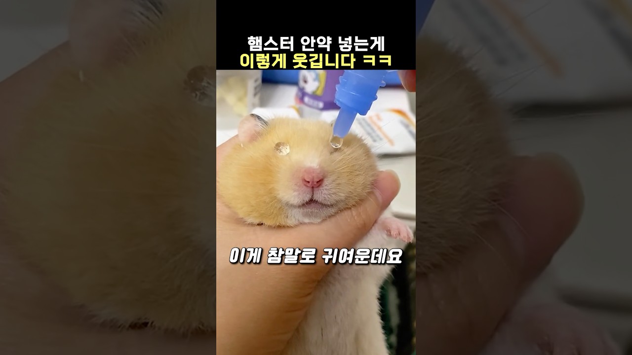 햄스터 안약 넣는 방법 ㅋㅋㅋㅋㅋㅋㅋ