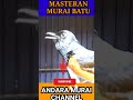 Bird Sounds for Calm Meditation Time 🧘 #meditation #calm #relax #shorts