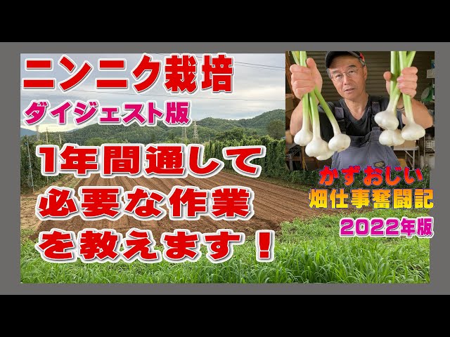 Rjgdにんにく栽培終了 ニンニク 収穫編 2025春】今年は100