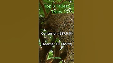 🌲 TOP 3 Tallest Trees on Earth! 😱 #1 is a Giant!