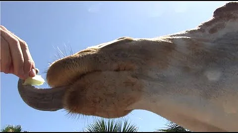 Perché la giraffa ha la lingua nera?