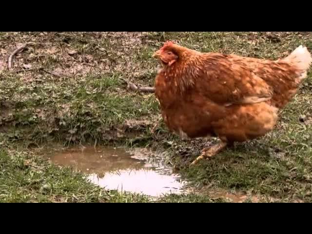 The Private Life of Chickens