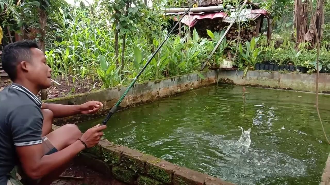 Memanfaatkan Lahan Samping Rumah Dijadikan Kolam Ikan YouTube