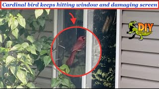 Cardinal Bird keeps hitting window or mirror damaging screen - This is why