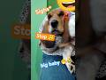 Our big baby dogge 😍ᯓᡣ𐭩 | HushPaw life | #hushpawlife #bassethound #dog #love