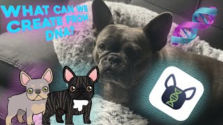 How to DNA test your French Bulldog | Color My Frenchie App | Prime Frenchies