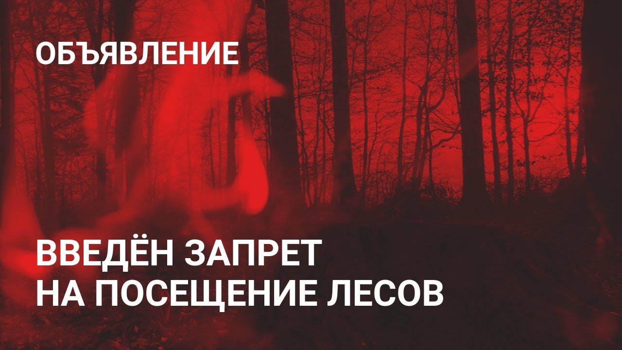 Запрет на посещение лесов. Ограничение пребывания в лесах. Ограничение пребывания граждан в лесах. Ограничение посещения лесов. Ограничено пребывание граждан в лесах.