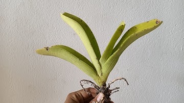 ngày 7 tháng 6 Trâu (nghinh xuân - đai châu - ngọc điểm) buôn đôn nhỏ - trung - lớn