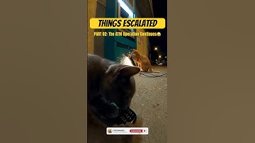 “Cat Heist PART 2: Things Escalated 😳😹”