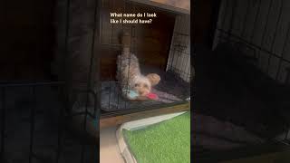 What Name Do I Look Like I Should Have