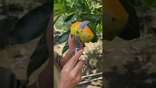 Download Lagu Unboking Mangga Nanas #nanas MP3