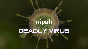 WHAT IS NIPAH VIRUS? What are the symptoms, prevention and treatment for the deadly virus?