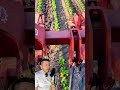 Escena real de campo: pájaro contra tractor y los huevos que estaba cuidando
