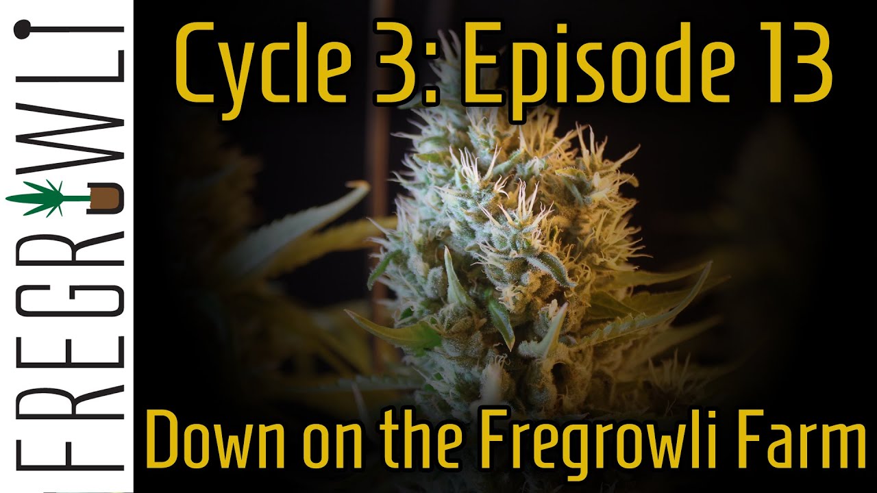 C3:E13 - Transplanting the DNA Genetics 24K Gold Pheno Hunt