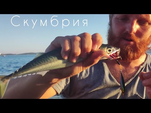 Как поймать Скумбрию. Рыбалка на море. На что ловят Скумбрию.