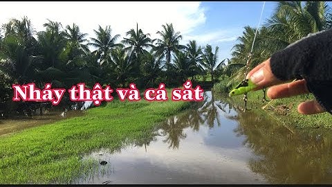 Câu Cá Lóc, Lure Cá Lóc Bằng Mồi Nháy Thật Và Cá Sắt.Mồi Nào Nhạy Nhất, Cách Móc Nháy,Đại Ngáo Vlog