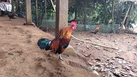 Coj peb saib cov qaib dib tuaj zoo nawb, kuv twb dib tau lawm thiaj thaij rau peb saib